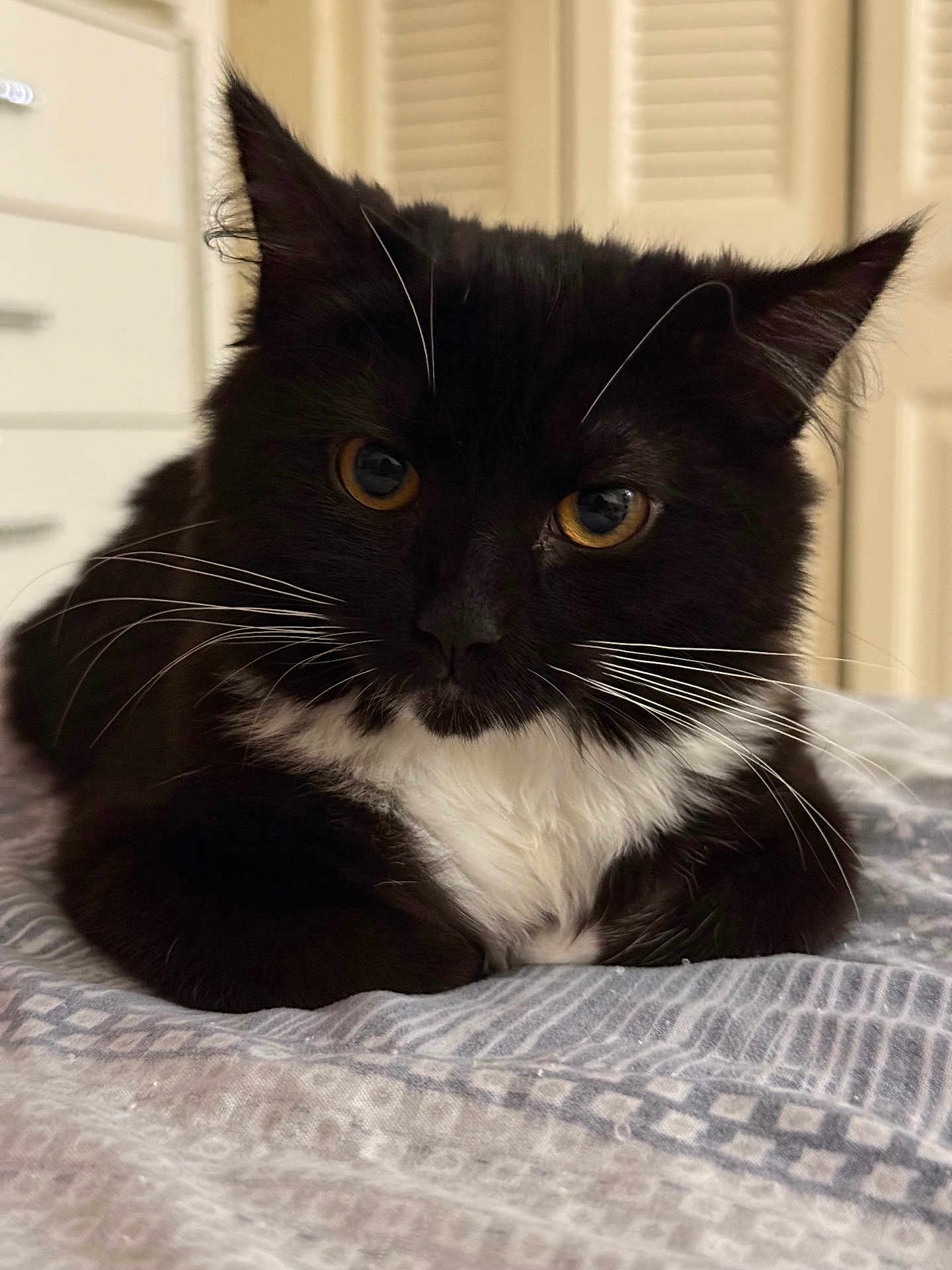 Jiji