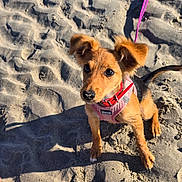 Nala participe au concours pour gagner de l'argent avec cette photo : animal, beach, canine, collar, cute, dog, ears, foot, fur, harness, leash, outdoor, pet, playful, puppy, sand, shadow, small_dog, sunlight, young