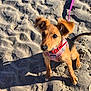 animal, beach, canine, collar, cute, dog, ears, foot, fur, harness, leash, outdoor, pet, playful, puppy, sand, shadow, small_dog, sunlight, young