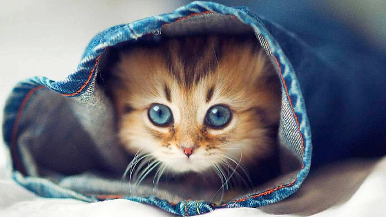 Calinette participe au concours pour gagner de l'argent avec cette photo : american_shorthair, asian, blue, carnivore, cat, domestic_short_haired_cat, european_shorthair, felidae, fur, hat, headgear, kitten, munchkin, scottish_fold, small_to_medium_sized_cats, tabby_cat, whiskers