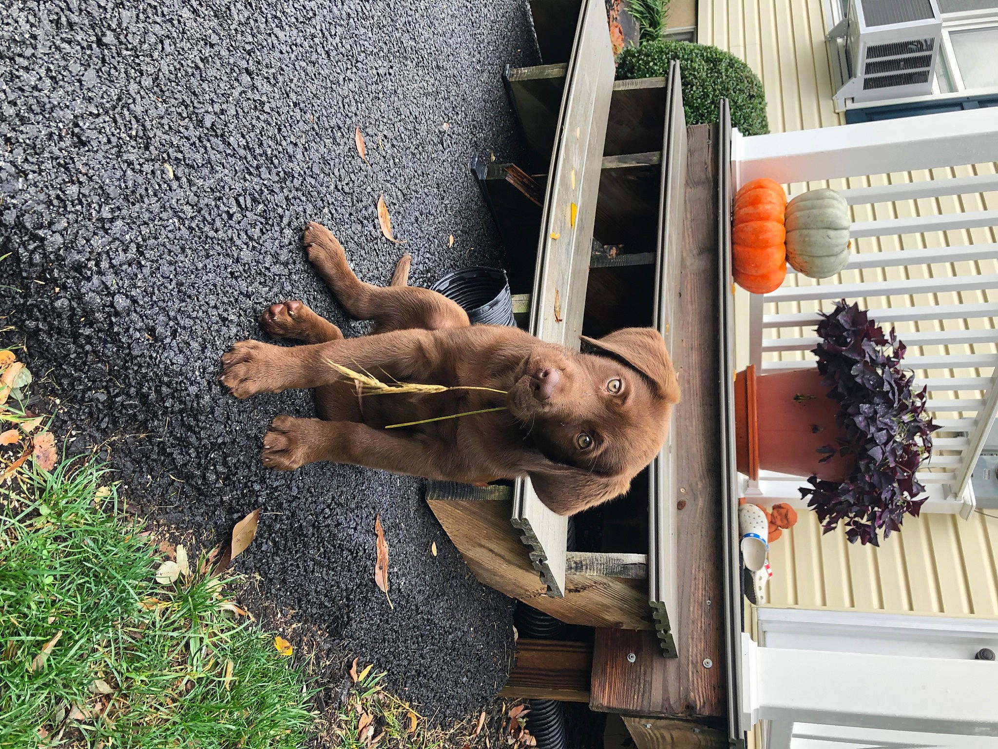 Milton joined the competition — help win amazing prizes! flowerpot, grass, human_leg, leisure, metal, people_in_nature, plant, shrub, smile, tree, wood