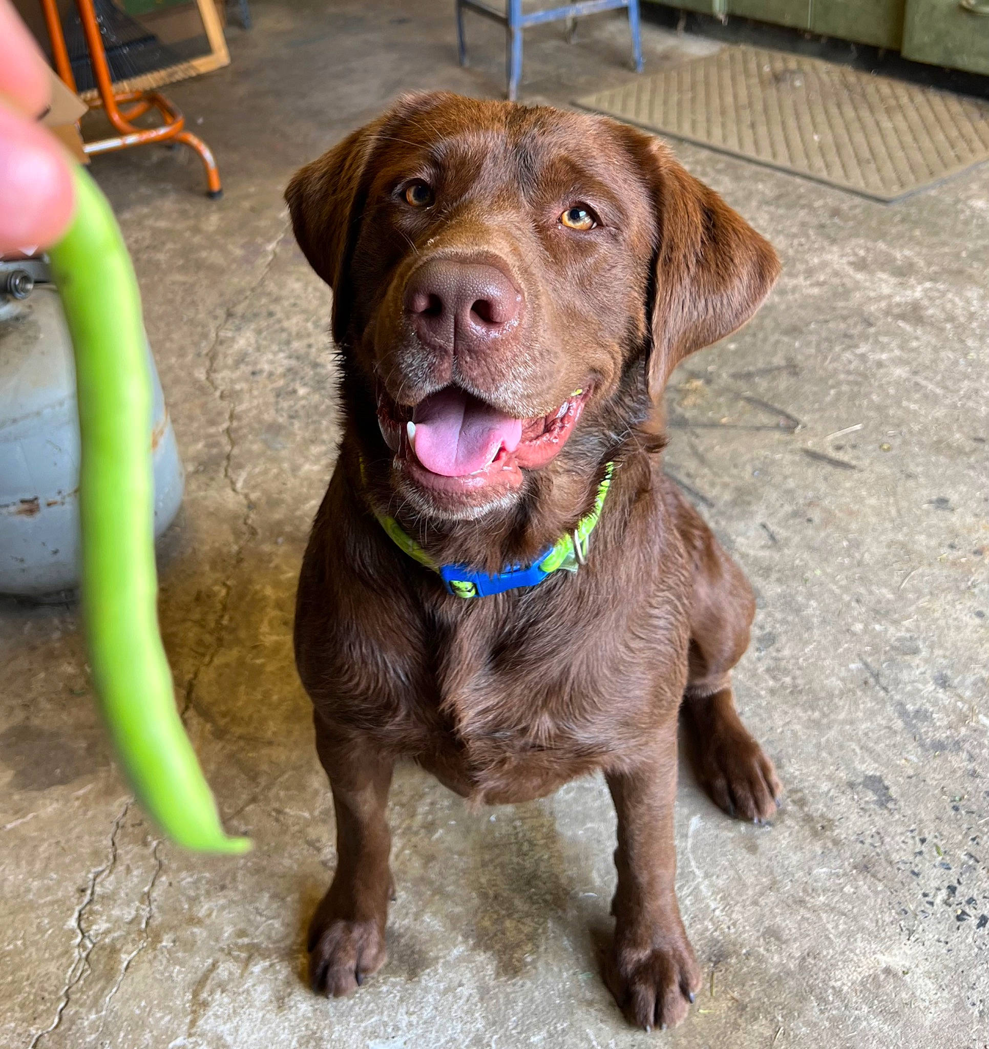 Milton is registered to the contest to win money with this photo: canidae, carnivore, chair, collar, companion_dog, dog, dog_breed, dog_collar, fawn, fur, gun_dog, hunting_dog, leash, liver, pointing_breed, retriever, sporting_group, working_animal