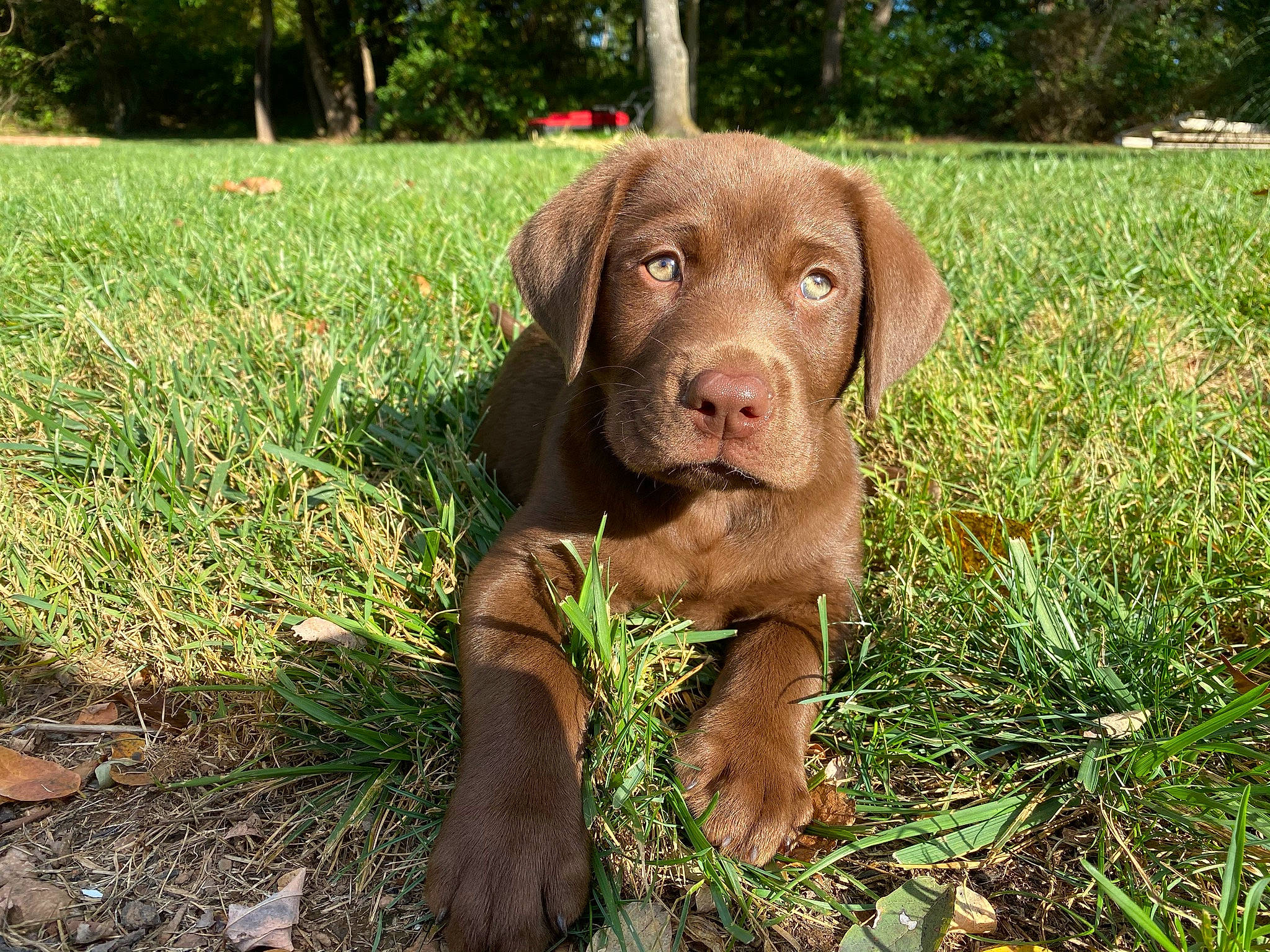 Milton is registered to the contest to win money with this photo: borador, canidae, carnivore, companion_dog, dog, dog_breed, dog_collar, fawn, grass, gun_dog, labrador_retriever, liver, plant, pointing_breed, retriever, snout, sporting_group, terrestrial_animal, tree, working_animal