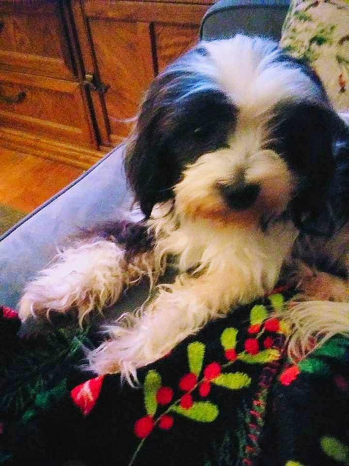 Leah is registered to the contest to win money with this photo: canidae, carnivore, companion_dog, dog, dog_breed, fawn, fur, grass, liver, maltepoo, puppy, shih_tzu, snout, sporting_group, terrestrial_animal, terrier, toy_dog, water_dog, wood, working_animal