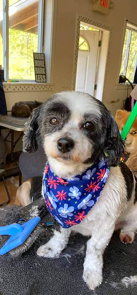 Leah is registered to the contest to win money with this photo: canidae, carnivore, chair, collar, companion_dog, dog, dog_breed, dog_supply, event, fur, pattern, pet_supply, snout, sporting_group, window, working_animal