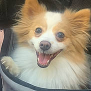 Nezuko joined the competition — help win amazing prizes! dog, happy, fluffy, stroller, pet, cute, animal, ears, smile, fur, face, outdoor, closeup, canine, friendly, tongue, eyes, paws, transport, pet_accessory
