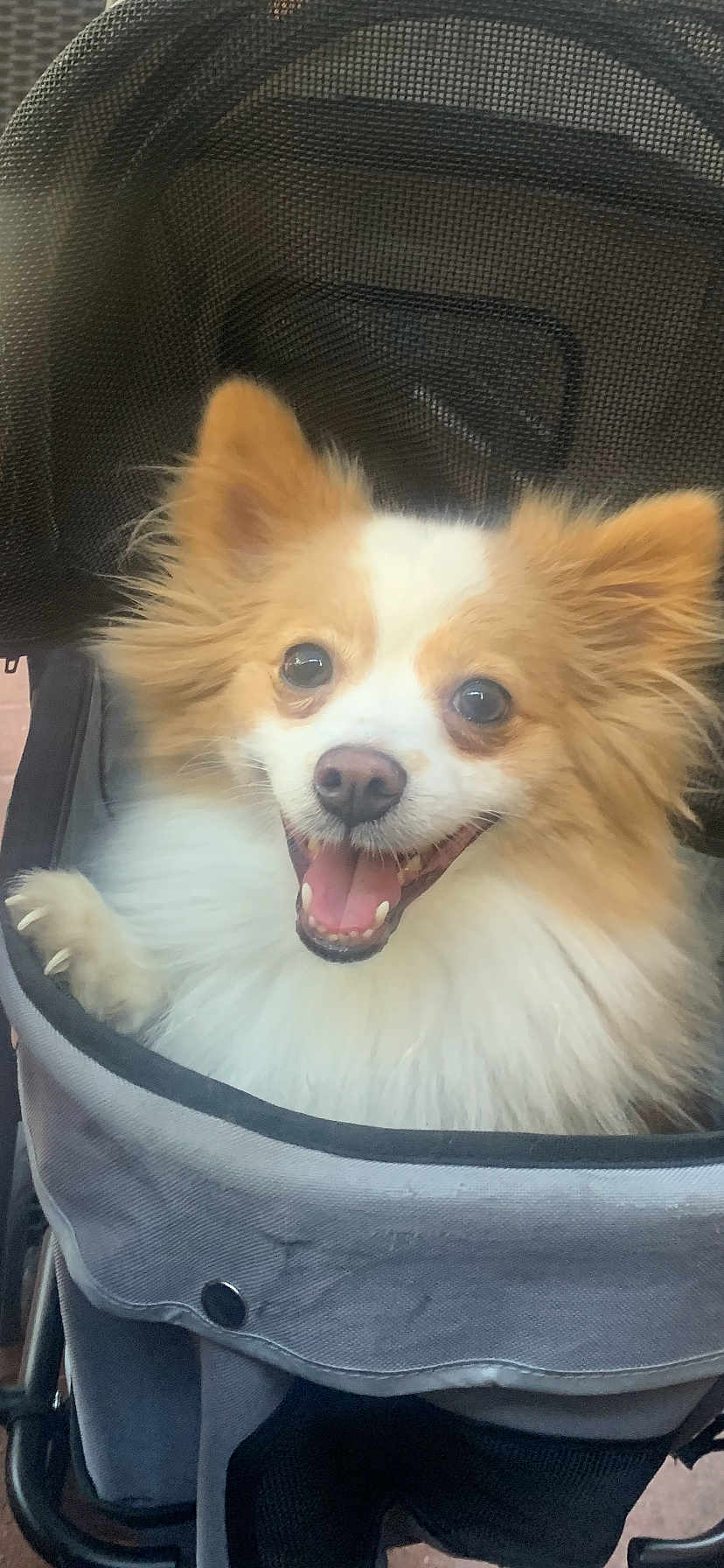 Nezuko joined the competition — help win amazing prizes! dog, happy, fluffy, stroller, pet, cute, animal, ears, smile, fur, face, outdoor, closeup, canine, friendly, tongue, eyes, paws, transport, pet_accessory