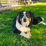 dog, grass, lawn, bone, outdoor, sunlight, tree, bench, toy, pet, animal, black, white, tan, chewing, relaxed, yard, nature, daytime, canine
