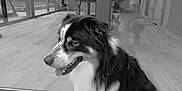Vasco participe au concours pour gagner de l'argent avec cette photo : animal, black_and_white, calm, canine, companion, dog, domestic_animal, flooring, furry, glass_door, house, indoor, person, pet, reflection, side_view, sitting, tongue_out, window, wooden_floor