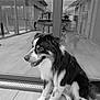 dog, black_and_white, sitting, indoor, wooden_floor, glass_door, reflection, person, tongue_out, pet, furry, calm, side_view, domestic_animal, companion, house, window, flooring, canine, animal