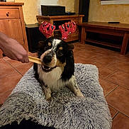 Vasco participe au concours pour gagner de l'argent avec cette photo : antlers, black_white_brown_dog, carpet, cheerful, cozy_room, cushion, dog, floor_tiles, hand, holiday_theme, indoor, pet, playing, reindeer_costume, speaker, television, toy, wall, window, wooden_furniture