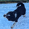 Vasco a rejoint le concours — aidez-le/la à gagner de superbes lots ! active, animal, black_and_white, canine, cold, dog, energetic, fur, furry, movement, nature, outdoor, paw, pet, playful, snout, snow, snowy_ground, tail, winter
