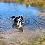 dog, water, pond, grass, trees, bushes, nature, outdoor, animal, mud, reflection, sunny, blue_sky, wet, playful, canine, landscape, spring, wildlife, environment
