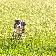 Vasco a rejoint le concours — aidez-le/la à gagner de superbes lots ! animal, bright, canine, curious, daytime, dog, field, fur, grass, greenery, head_tilt, meadow, nature, outdoor, peaceful, pet, sitting, summer, sunlight, wildflowers