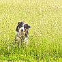 dog, grass, field, outdoor, nature, animal, pet, wildflowers, greenery, sunlight, canine, fur, sitting, curious, head_tilt, summer, meadow, peaceful, bright, daytime