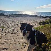 Vasco participe au concours pour gagner de l'argent avec cette photo : dog, beach, sand, ocean, water, sky, cloud, sunlight, nature, outdoor, greenery, plants, rocks, leash, pet, canine, happy, sunny, coast, seaside