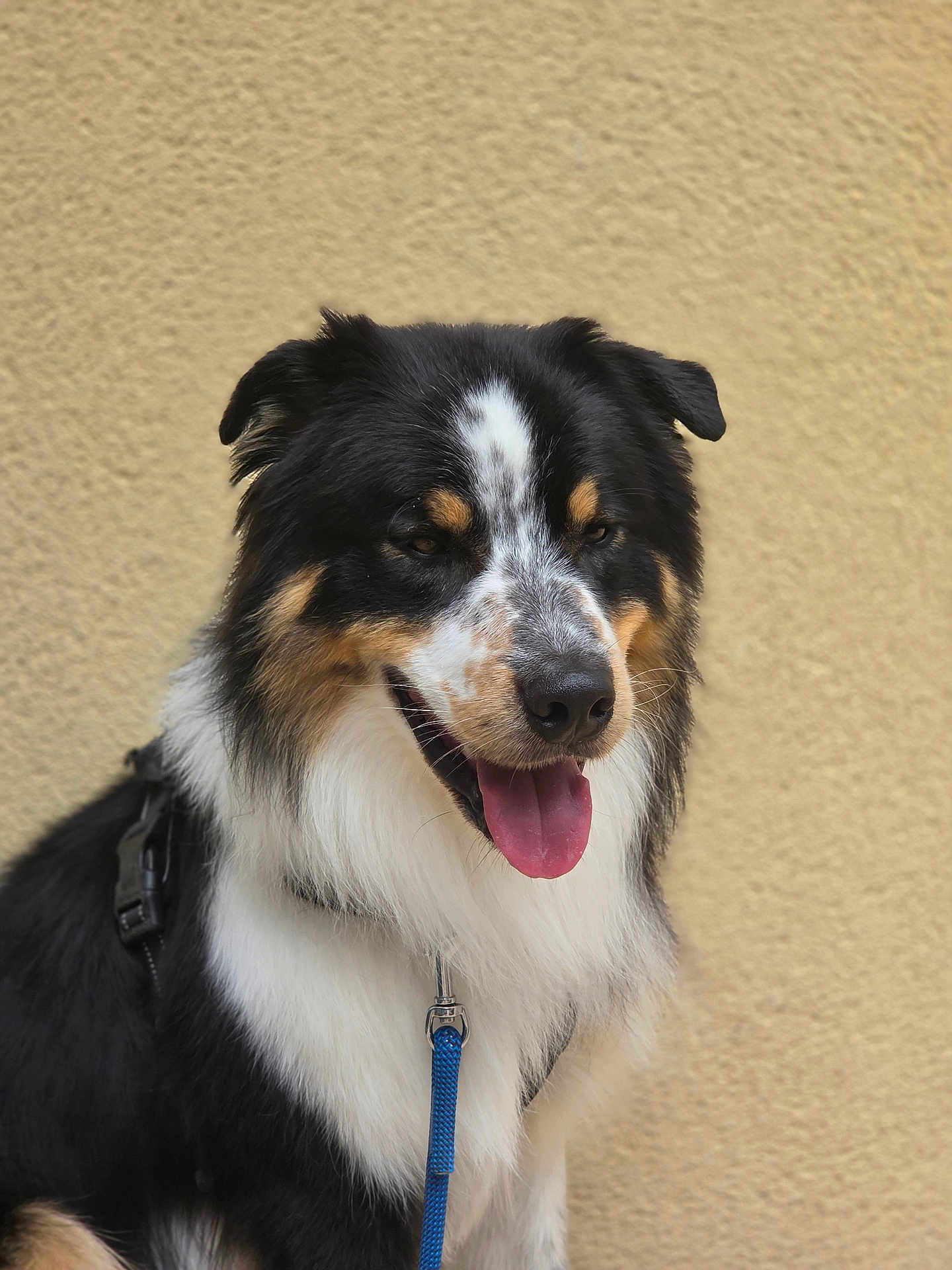 Vasco a rejoint le concours — aidez-le/la à gagner de superbes lots ! dog, australian_shepherd, leash, fur, tongue, pet, animal, mammal, outdoor, portrait, black_fur, white_fur, tan_fur, happy, canine, companion, close_up, sitting, friendly, domestic_animal