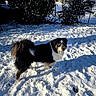 Vasco a rejoint le concours — aidez-le/la à gagner de superbes lots ! alert, animal, backyard, black, bushes, canine, cold, daytime, dog, fence, fur, nature, outdoor, pet, shadow, snow, standing, sunlight, white, winter