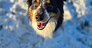 Vasco participe au concours pour gagner de l'argent avec cette photo : animal, background_blur, canine, close_up, companion, daylight, dog, friendly, fur, happy, looking_up, mammal, nature, outdoor, pet, playful, snow, tongue_out, tricolor, winter