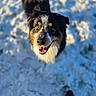 dog, animal, pet, snow, outdoor, canine, happy, looking_up, tricolor, fur, nature, winter, playful, tongue_out, close_up, background_blur, daylight, mammal, friendly, companion