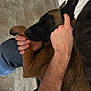 Valka a rejoint le concours — aidez-le/la à gagner de superbes lots ! dog, brown_dog, black_dog, pet, animal, paw, ear, human_hand, lap, jeans, floor, resting, affection, cozy, indoor, closeup, friendship, bond, comfort, relaxation