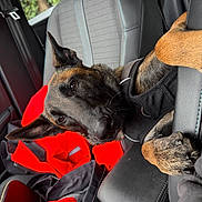 Valka participe au concours pour gagner de l'argent avec cette photo : dog, german_shepherd, car_interior, pet, animal, seat, jacket, red_jacket, leather_seat, center_console, resting, canine, black_harness, paw, window, seatbelt, vehicle, closeup, relaxed, indoor