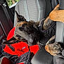 animal, black_harness, canine, car_interior, center_console, closeup, dog, german_shepherd, indoor, jacket, leather_seat, paw, pet, red_jacket, relaxed, resting, seat, seatbelt, vehicle, window