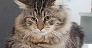 Pitchoune a rejoint le concours — aidez-le/la à gagner de superbes lots ! cat, kitten, long_hair, fluffy, feline, tabby, brown, gray, whiskers, ears, paws, sitting, portrait, indoors, shelf, home, furniture, wall, framed_picture, serious_expression