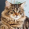 cat, tabby_cat, fluffy, long_hair, feline, pet, animal, portrait, close_up, front_facing, golden_eyes, whiskers, ears, paws, striped_fur, brown_fur, indoor, table, alert, majestic