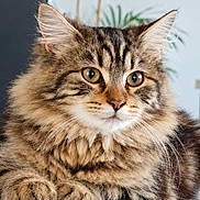 Pitchoune a rejoint le concours — aidez-le/la à gagner de superbes lots ! cat, tabby, fluffy, long_hair, pet, animal, portrait, close_up, face, eyes, whiskers, ears, paws, fur, brown, striped, sitting, indoor, table, houseplant