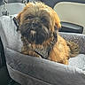 Bounty a rejoint le concours — aidez-le/la à gagner de superbes lots ! dog, small_dog, shaggy_dog, brown_fur, black_fur, beard, facial_expression, portrait, car, car_interior, passenger_seat, pet_carrier, booster_seat, harness, leash, window, outdoor, greenery, travel, cute
