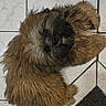 Bounty a rejoint le concours — aidez-le/la à gagner de superbes lots ! dog, small_dog, fluffy, shaggy, brown_fur, black_face, lying_down, floor, tile_floor, indoor, pet, companion_animal, long_hair, wet_look, cute, portrait, top_view, relaxed, dark_mat, home