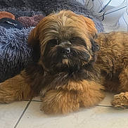 Bounty a rejoint le concours — aidez-le/la à gagner de superbes lots ! dog, small_dog, shaggy_dog, brown_fur, long_hair, pet, animal, lying_down, resting, indoors, home, floor, tile_floor, blanket, pillow, curtain, window, cozy, portrait, fluffy