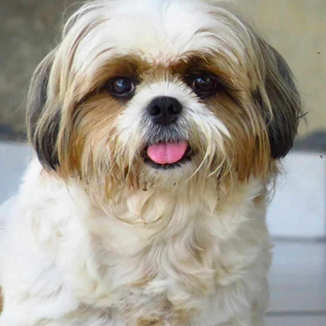 Boubouille