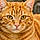 Minou
