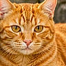 cat, orange_tabby, ginger_cat, feline, animal, close_up, portrait, golden_eyes, whiskers, pink_nose, striped_fur, fluffy_fur, ears, staring, alert, outdoor, blurred_background, pet, mammal, photography