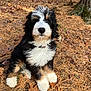 dog, puppy, bernese_mountain_dog, bernese_doodle, fluffy, outdoor, nature, pine_needles, leaves, tree_trunk, sitting, cute, black_white_brown, fur, pet, animal, young, adorable, collar, portrait
