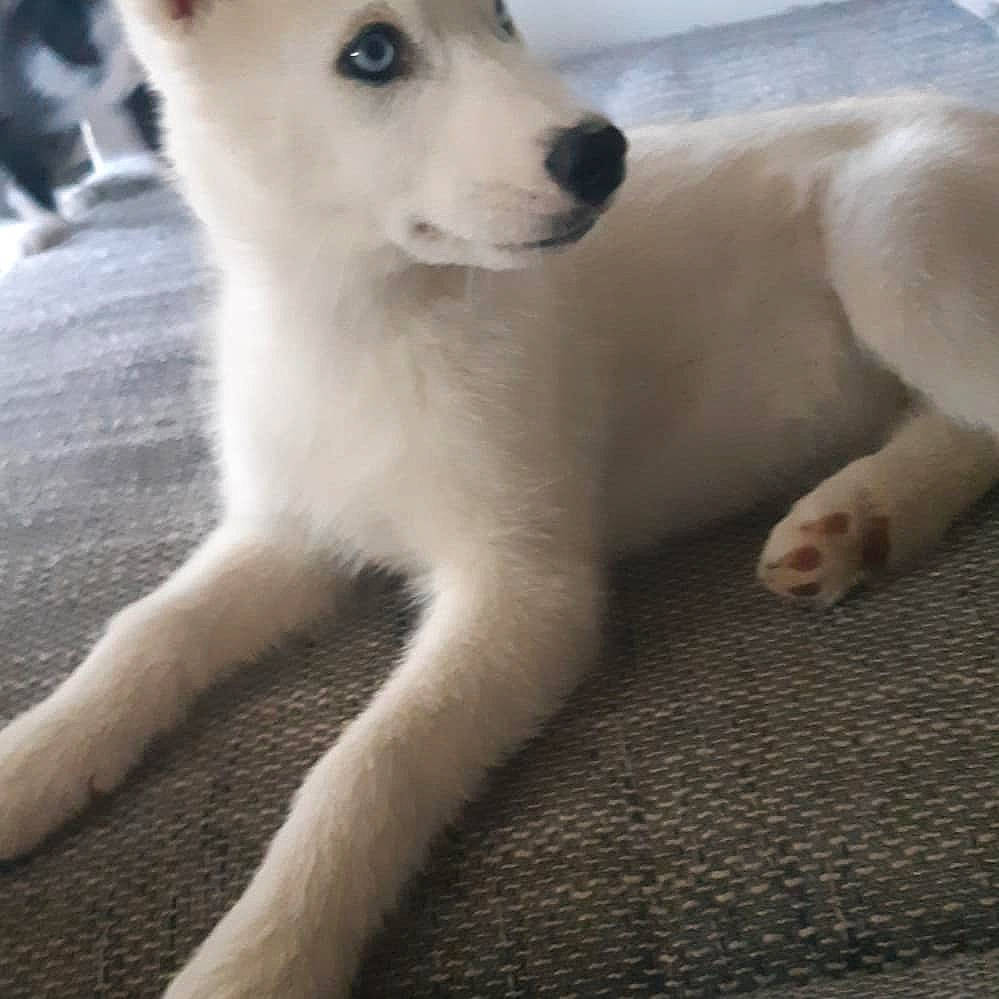 Ruby participe au concours pour gagner de l'argent avec cette photo : akita, ancient_dog_breeds, canaan_dog, canidae, carnivore, dog, dog_breed, hokkaido, indian_spitz, kintamani, kishu, korean_jindo_dog, labrador_husky, mammal, non_sporting_group, pungsan_dog, rare_breed_dog, siberian_husky, snout, vertebrate