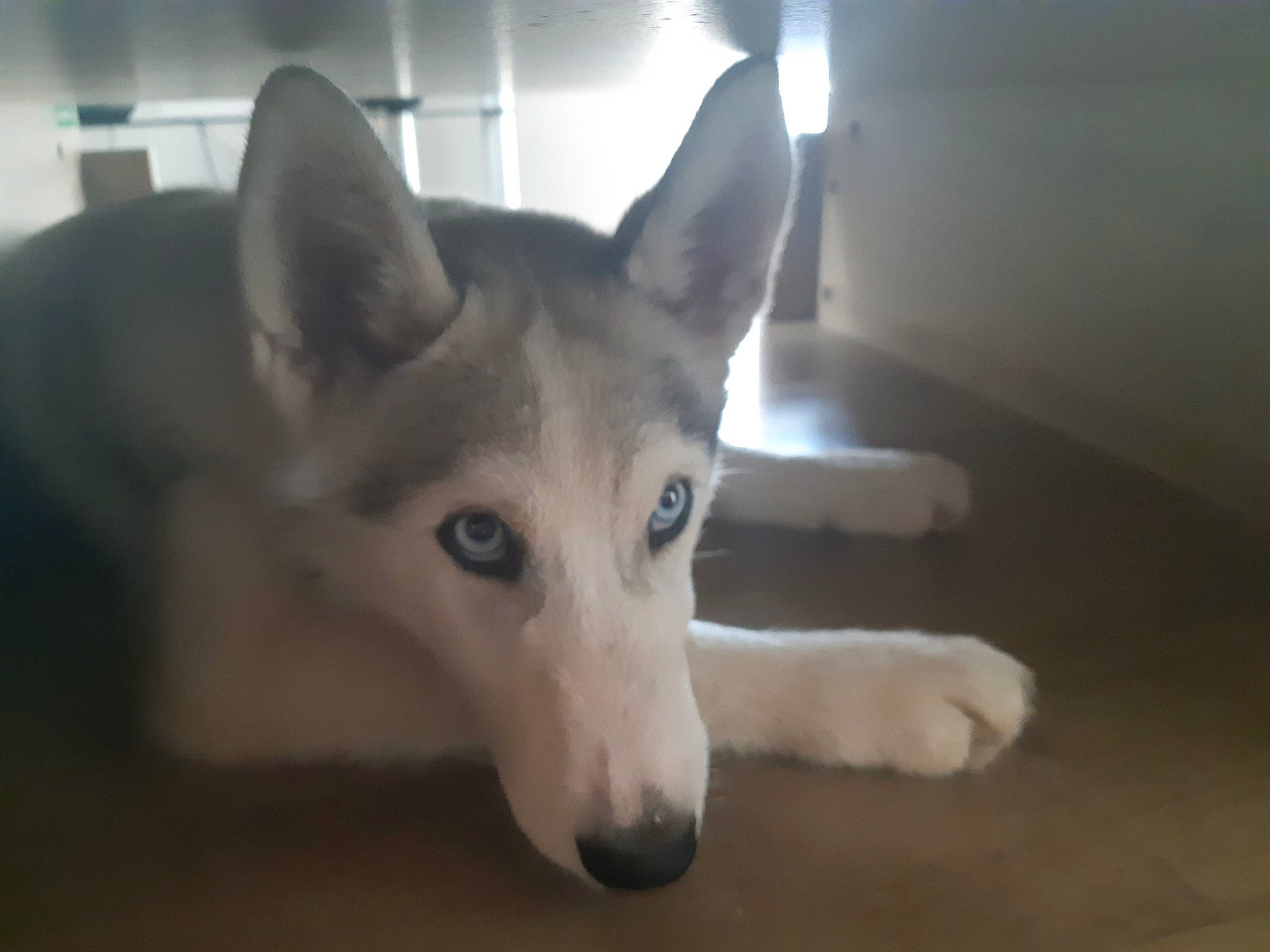 Ruby a rejoint le concours — aidez-le/la à gagner de superbes lots ! alaskan_malamute, canadian_eskimo_dog, canidae, carnivore, czechoslovakian_wolfdog, dog, dog_breed, labrador_husky, mammal, miniature_siberian_husky, northern_inuit_dog, saarloos_wolfdog, sakhalin_husky, seppala_siberian_sleddog, siberian_husky, sled_dog, snout, tamaskan_dog, vertebrate, wolfdog