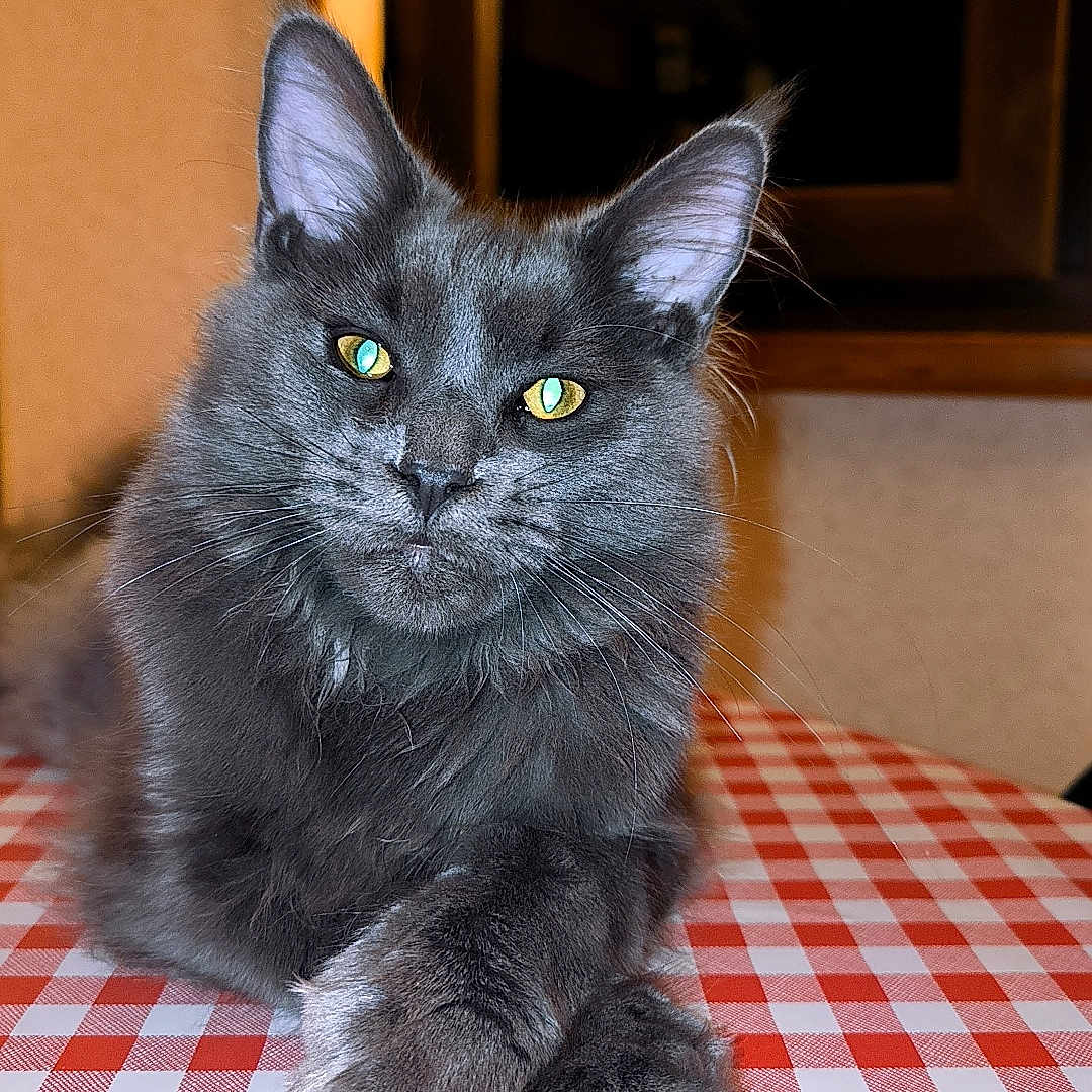 Mélodie participe au concours pour gagner de l'argent avec cette photo : abyssinian, angora, animal, applique, blackcat, cat, couch, curtain, furniture, hardwood, homedecor, indoors, kitten, linen, manx, pattern, pet, plywood, tablecloth, wood
