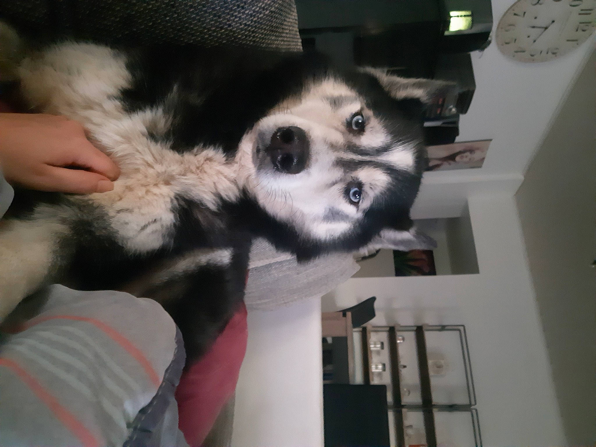 Jessy participe au concours pour gagner de l'argent avec cette photo : alaskan_klee_kai, alaskan_malamute, canidae, carnivore, dog, dog_breed, fur, mammal, nose, siberian_husky, sled_dog, snout, sporting_group, vertebrate, wolfdog