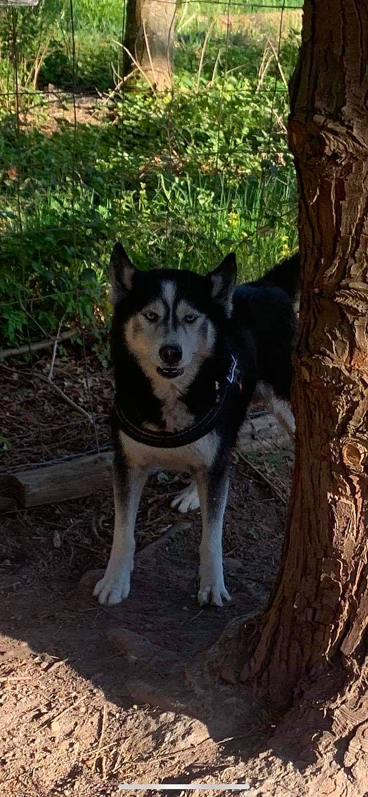 Jessy participe au concours pour gagner de l'argent avec cette photo : alaskan_malamute, canadian_eskimo_dog, canidae, carnivore, dog, dog_breed, east_siberian_laika, greenland_dog, lapponian_herder, mammal, native_american_indian_dog, rare_breed_dog, sakhalin_husky, seppala_siberian_sleddog, siberian_husky, sled_dog, tree, vertebrate, west_siberian_laika, wolfdog