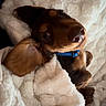 dog, puppy, brown_dog, small_dog, floppy_ears, blue_collar, pet, animal, portrait, close_up, lying_down, upside_down, blanket, white_blanket, cozy, indoors, bed, cute, funny_expression, photography