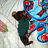 puppy, dog, small_dog, long_hair, green_shirt, pet, bed, blanket, bedding, bedroom, sleeping, lying_down, brown_fur, cute, indoor, home, hand, nail_polish, spiderman_blanket, cozy