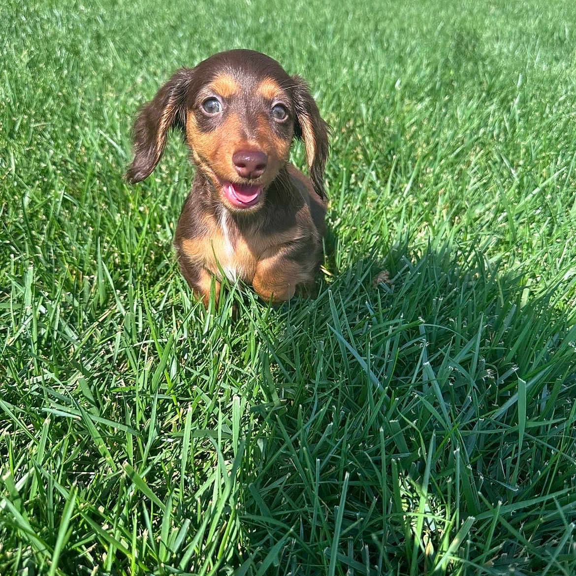 Rolo
