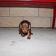 Rolo is registered to the contest to win money with this photo: dog, dachshund, puppy, small_dog, long_hair, brown_coat, black_and_tan, pet, animal, sitting, looking_at_camera, outdoor, concrete, bench, red_structure, wall, portrait, centered_subject, leash, funny_expression