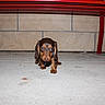 dog, dachshund, puppy, small_dog, long_hair, brown_coat, black_and_tan, pet, animal, sitting, looking_at_camera, outdoor, concrete, bench, red_structure, wall, portrait, centered_subject, leash, funny_expression