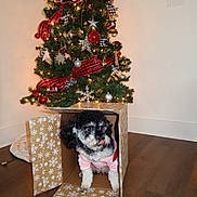 Nyla joined the competition — help win amazing prizes! animal, cardboard_box, christmas_tree, cozy, cute, dog, festive, floor, gift_box, holiday, holiday_decorations, indoors, lights, ornaments, pet, pink_sweater, playful, tongue_out, wall, winter