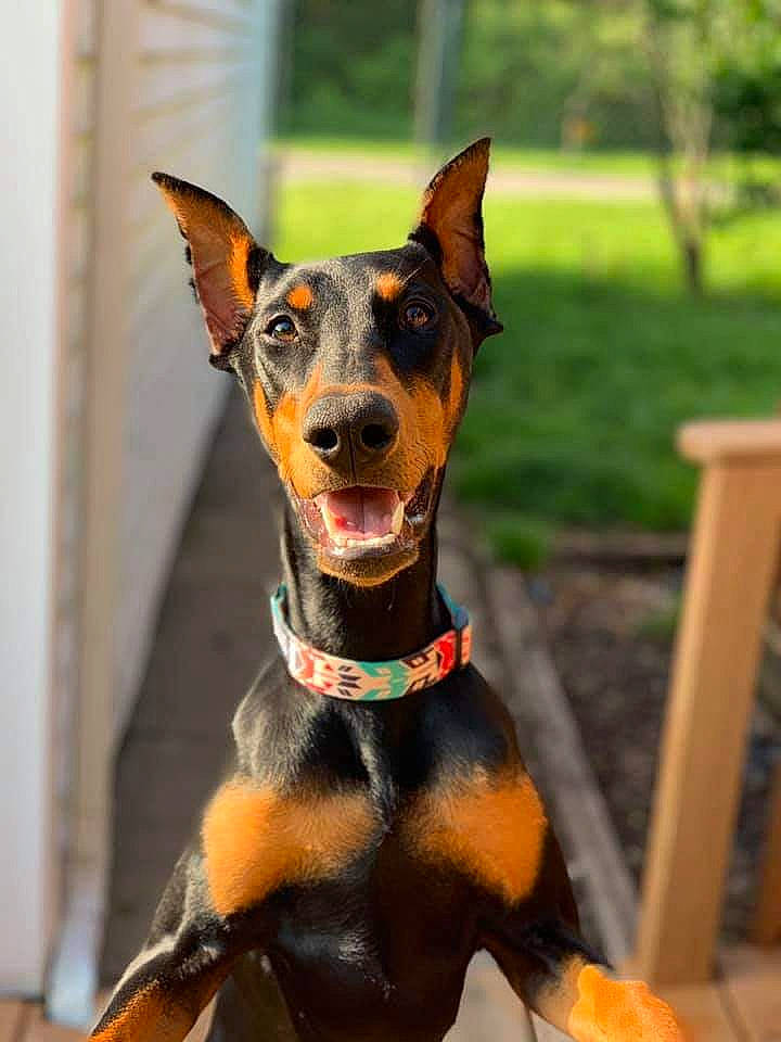 Akira joined the competition — help win amazing prizes! canidae, carnivore, collar, dobermann, dog, dog_breed, dog_collar, english_toy_terrier, german_pinscher, guard_dog, mammal, manchester_terrier, miniature_pinscher, non_sporting_group, pinscher, snout, toy_dog, toy_manchester_terrier, vertebrate, working_dog