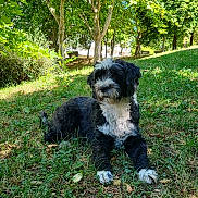 June a rejoint le concours — aidez-le/la à gagner de superbes lots ! animal, canine, cute, daytime, dog, fur, grass, greenery, leaf, nature, outdoor, park, pet, relaxing, resting, scenery, shaded, summer, sunlight, tree